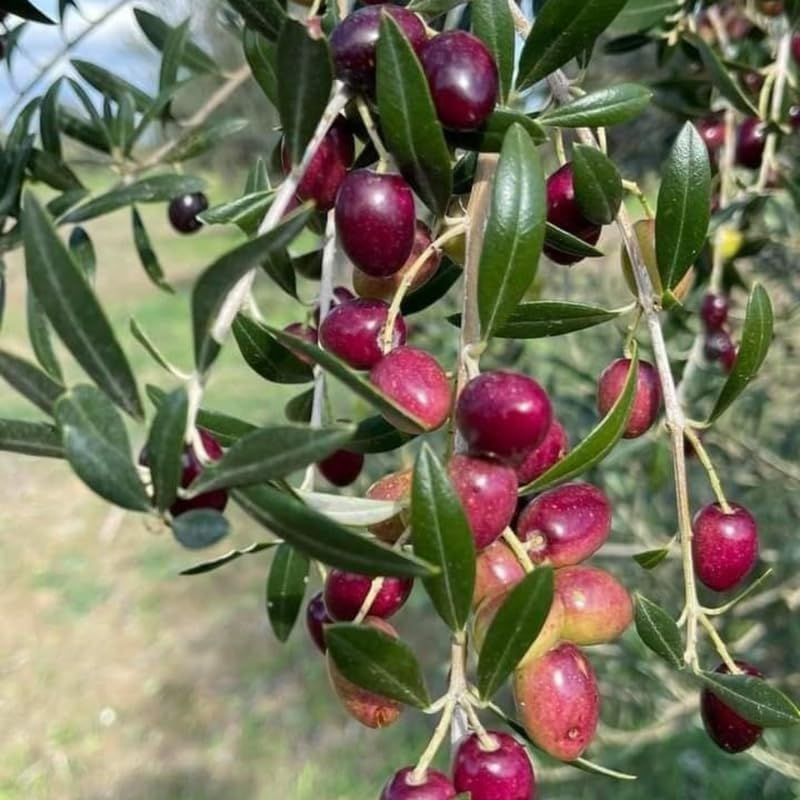 Arbequina Olive Tree for Planting (2.5–3 Feet) | Live Potted Olive Tree | High-Yield, Hardy Variety | No Ship to CA,HI,AK