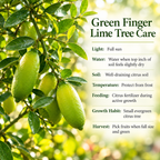 Green Finger Limes Fresh Trees | 1 Gallon Live Potted Citrus Plant | Unique, Juicy Citrus Trees for Indoor & Outdoor Spaces (No Ship to CA,HI,AK)