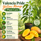 Mango Trees Live Plants | 2.5–3 Ft Tropical Mango Variety | Fresh, Juicy Mango Fruit Tree for Yard & Patio (No Ship to CA,HI,AK)