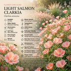 100 Pcs Light Salmon Clarkia Seeds for Planting Outdoors, Grow Robust, Easy to Care Pastel Pink Blooms for Yard Borders