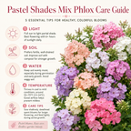 600 Pastel Shades Mix Phlox Seeds for Planting, Heirloom, Fast Growing, Sweet-Scented Annual Wildflower Seeds, Ideal for Outdoor Spaces