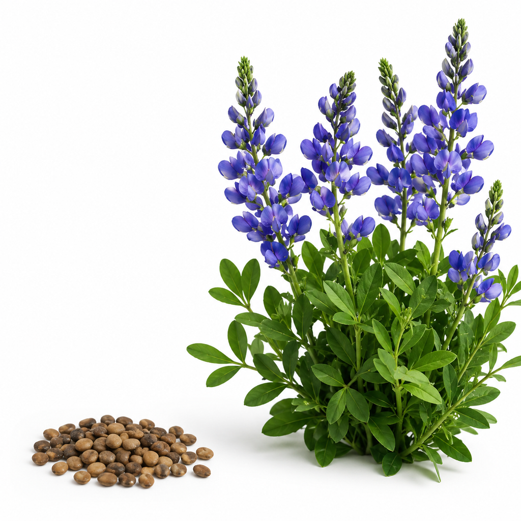 150 Pcs Blue Wild Indigo Seeds for Planting, Non GMO, Low Maintenance, Perennial Flower Seeds for Backyard Landscape