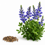 50 Pcs Blue Wild Indigo Seeds, Non GMO, Deep Blue Flower Spikes, Drought Tolerant, Perennial Flower for Backyard Landscape