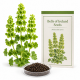 50 Pcs Bells of Ireland Seeds (Moluccella Laevis), Non-GMO Highly Fragrant Shellflower Seed, Long-Lasting Cut Flowers, for Pots, Containers, and Gardens