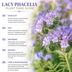 200 Pcs Lacy Phacelia Seeds (Phacelia tanacetifolia), Non GMO, Fast Growing Wildflower Seeds for Outdoor Gardens