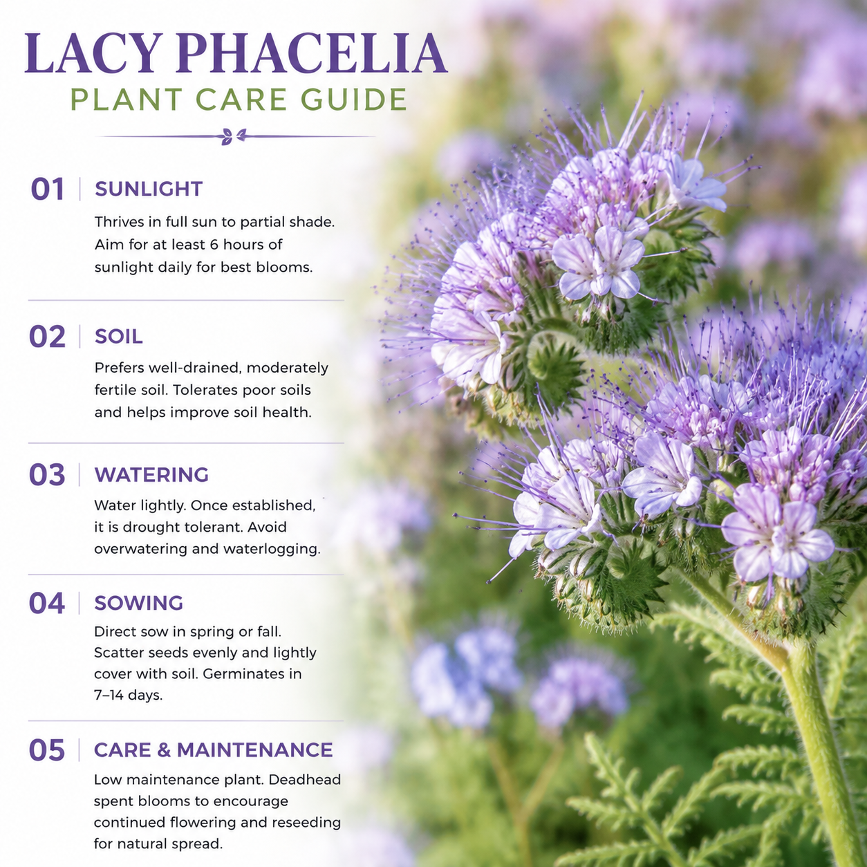 200 Pcs Lacy Phacelia Seeds (Phacelia tanacetifolia), Non GMO, Fast Growing Wildflower Seeds for Outdoor Gardens