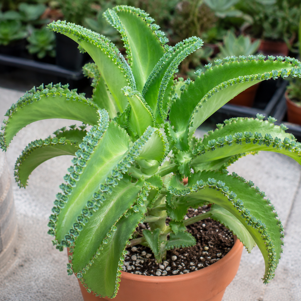 Mother of Thousands Kalanchoe Live Succulent in 4" Inch Pot | Low-Maintenance Indoor Plant | Great for Collections, Gifts & Small Spaces