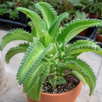 Mother of Thousands Kalanchoe Live Succulent in 4" Inch Pot | Low-Maintenance Indoor Plant | Great for Collections, Gifts & Small Spaces