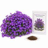 300 Purple Rockcress Seeds for Planting, Non-GMO Aubrieta deltoidea Seeds, Heirloom, Vibrant Perennial Flower Cascading Ground Cover, for Rock Gardens