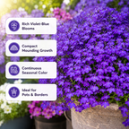 400 Crystal Palace Lobelia Erinus Purple Blue Flower Seeds, Non-GMO, Hardy, Compact Flowers for Hanging Baskets & Gardens