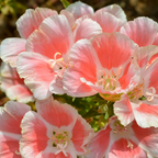 150 Pcs Salmon Clarkia Seeds, Vigorous, Cool-Weather Plants, Grow Robust Ruffled Blooms for Outdoor Landscapes