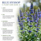 750 Blue Hyssop Seeds, Non GMO, Long Lasting Blooms, Decorative Flower Seeds for Containers & Outdoor Planting