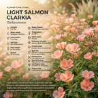 150 Pcs Salmon Clarkia Seeds, Vigorous, Cool-Weather Plants, Grow Robust Ruffled Blooms for Outdoor Landscapes