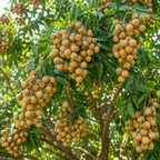 Longan Kohala Live Plant | Dragon Eye Tropical Live Plant |30-36 Inches Tall | Outdoor & Container Growing (No Ship to CA,HI,AK)