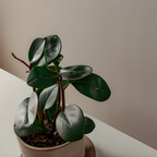 Peperomia Plant Live, Peperomia Clusiifolia Red Margin in 2 Inch Pot, Compact Houseplant for Desk Decor, Shelves and Small Space