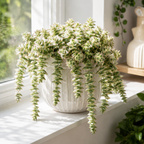 Variegated String of Buttons Plant Live | Crassula Perforata Succulent | Live Trailing Succulent in 4 Inch Pot | Rooted Indoor Houseplant for Home or Office Displays