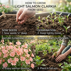 150 Pcs Salmon Clarkia Seeds, Vigorous, Cool-Weather Plants, Grow Robust Ruffled Blooms for Outdoor Landscapes