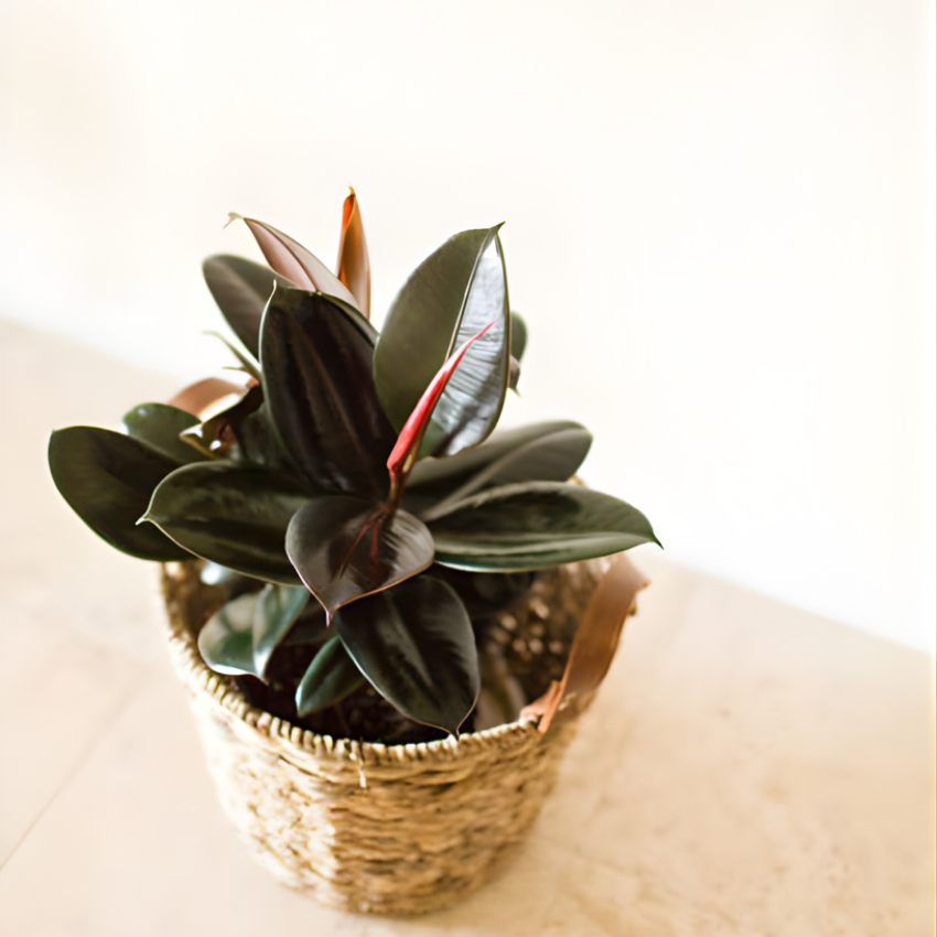 Peperomia Plant Live, Peperomia Clusiifolia Red Margin in 2 Inch Pot, Compact Houseplant for Desk Decor, Shelves and Small Space