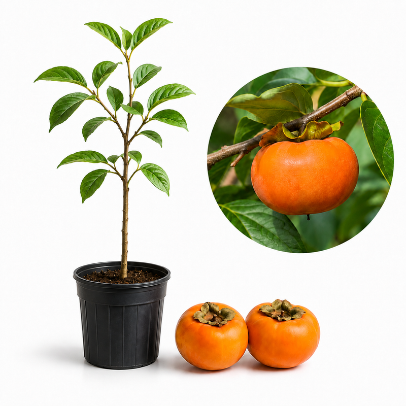 Persimmon Tree, High-Vigor Quart Size, 12-18 Inch Tall Low Maintenance Sweet Fruit Tree, Sturdy Growth Habit for Backyard Shade