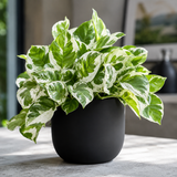 N’Joy Live Pothos Plant in 4 Inch Pot | Epipremnum Aureum Indoor Plant with Stunning White Variegation | Low Maintenance Pothos for Office & Indoor Garden Décor