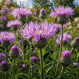 200 Basketflower Seeds for Planting Outdoors, Grow Robust, Easy to Care Fringed Pink Blooms for Sunlit Yard Borders