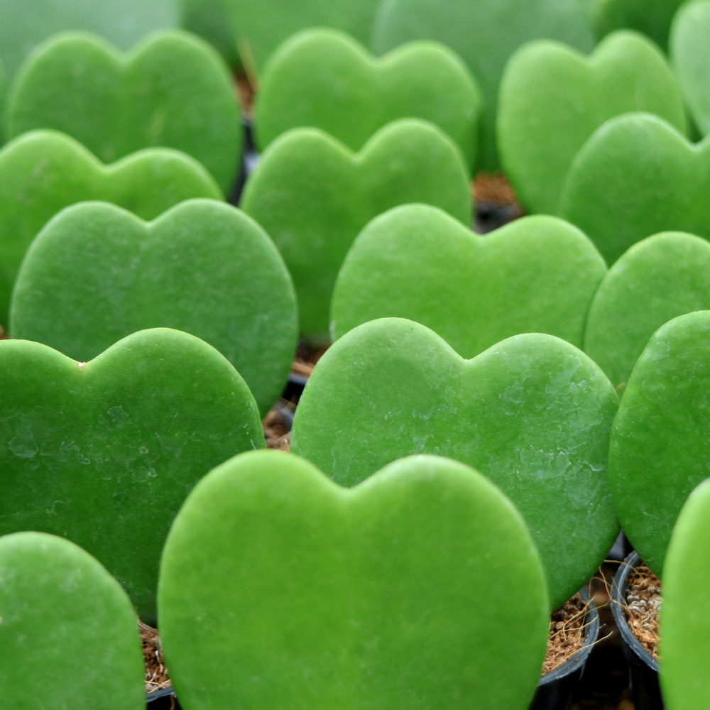 Hoya Kerrii Heart Plant Live, 2 Inch Pot, Hoya Plants Live Houseplants, Unique Indoor Succulent for Desks and Gifts