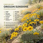 200 Pcs Oregon Sunshine Flower Seeds, Vigorous Heirloom Yellow Daisies for Planting, Robust Drought-Tolerant Plants for Bright Sunlit Yards & Patios