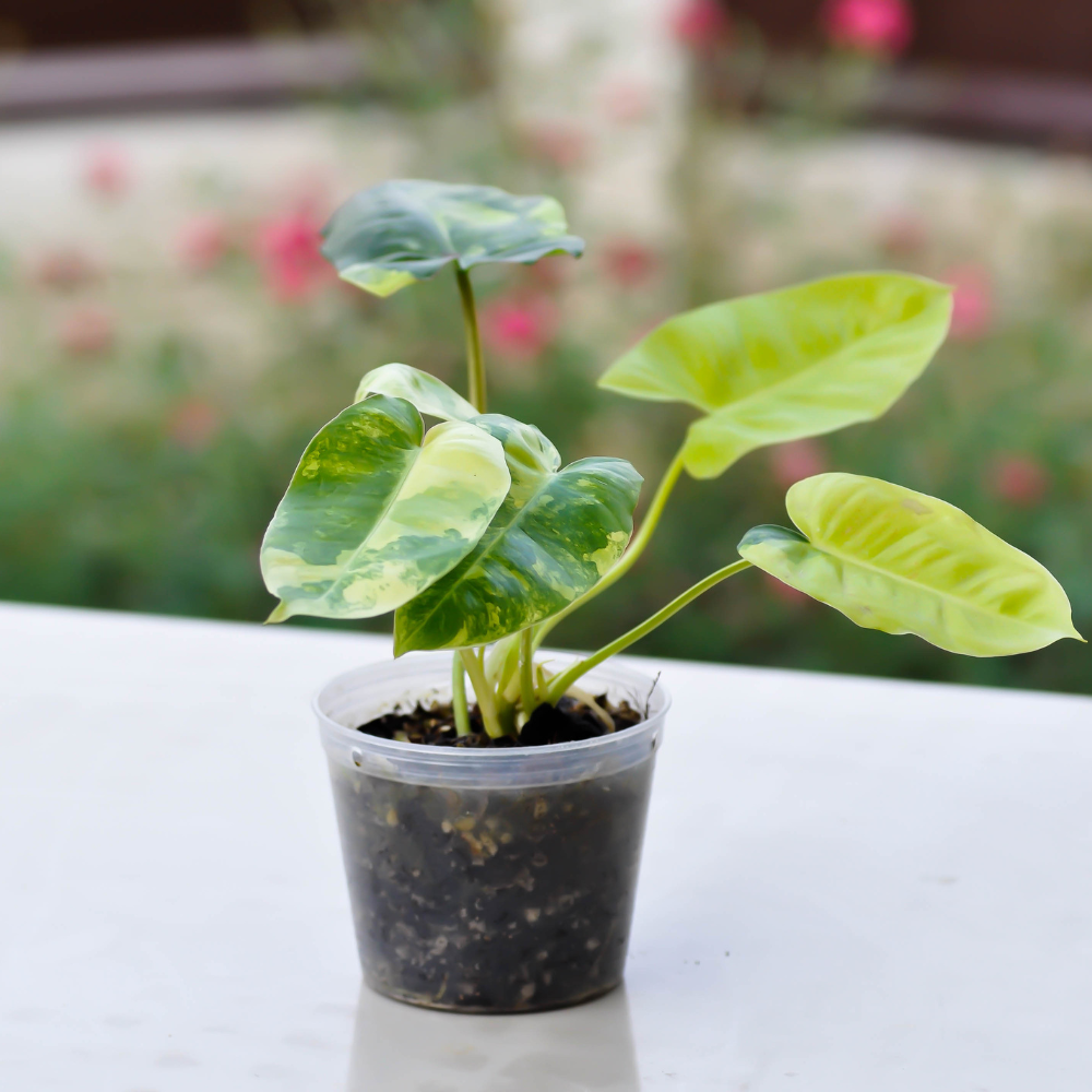 Philodendron Cordatum Brasil, 4" Pot, Heartleaf Philodendron Plant Live, Trailing Philodendron Live Plant for Home Decor, Shelves and Hanging Displays