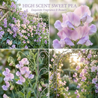 40 Pcs Sweet Pea Seeds, Heirloom High Scent Flowers for Planting, Robust Fast-Growing Vines for Bright Sunlit Spring Gardens