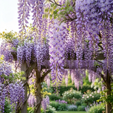 10 Pcs Wisteria Seeds for Planting, Cold-Hardy Non-GMO Floral Vines for Outdoor Gardens, Sturdy Woody Growth