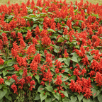 200 Pcs Scarlet Sage Seeds for Planting Outdoors, Adaptable Pollinator Wildflowers, Easy to Care Bright Red Spikes for Sunlit Yard Borders