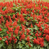 200 Pcs Scarlet Sage Seeds for Planting Outdoors, Adaptable Pollinator Wildflowers, Easy to Care Bright Red Spikes for Sunlit Yard Borders