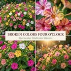 50 Pcs Four O'Clock Seeds, Heirloom Broken Colors Floral for Planting, Fast-Growing Bushy Plants for Bright Sunlit Gardens
