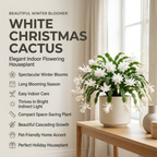 2 Purple Christmas Cactus Live Plant, 5-6 Inch Tall, Easy to Care Indoor Winter Houseplant for Office Desk and Patio Decor, Vigorous Live Holiday Plant