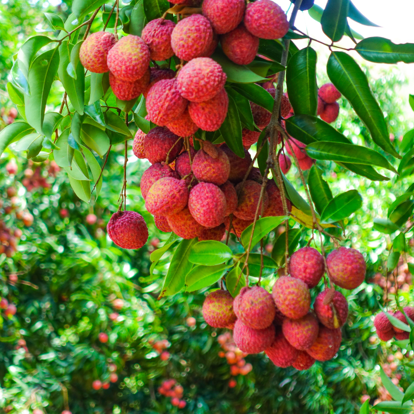 (No Ship to CA,HI,AK) Mauritius Lychee Tree for Planting | 2.5–3 Ft Live Potted Tropical Fruit Tree | Sweet Juicy Lychee Fruit for Home Gardens, Patios & Containers