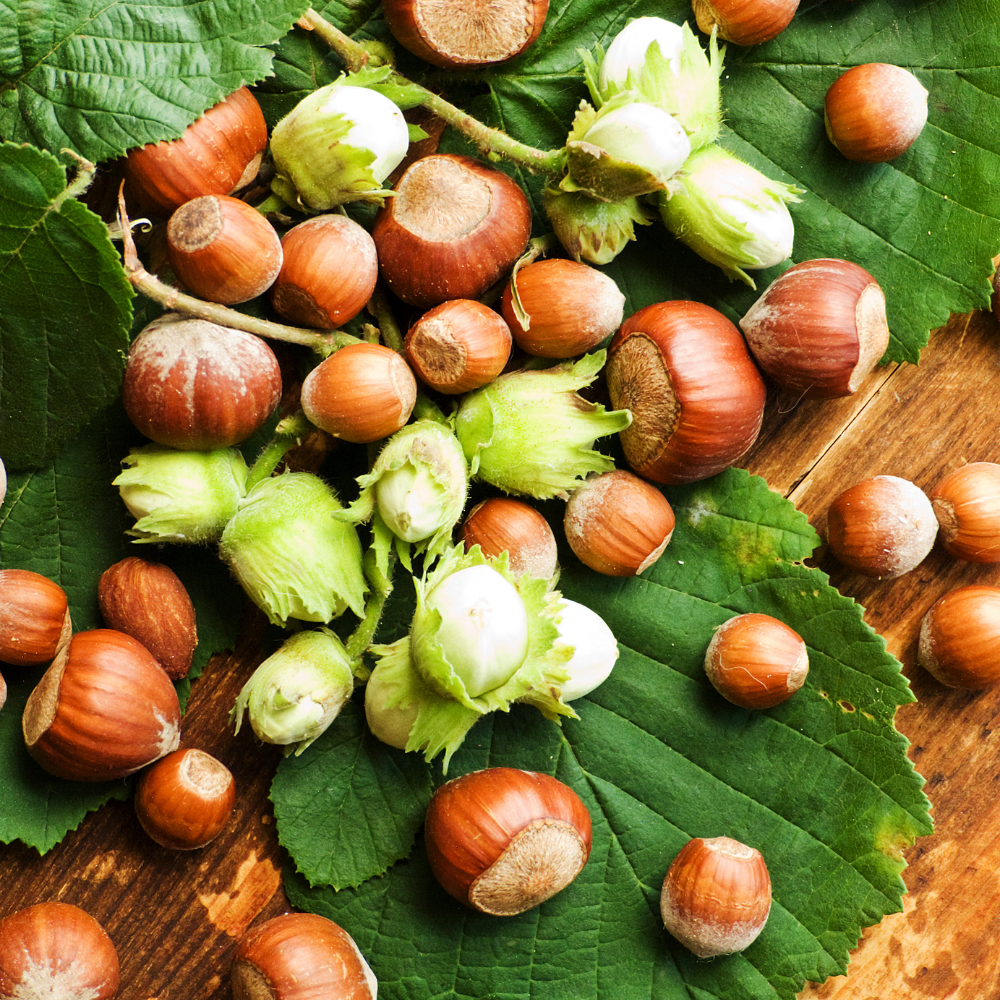 (No Ship to CA,HI,AK) Hazelnut Trees Live Plants, Hazelnut Tree in 3 Gallon Pot, 2-3 Ft Tall, Cold-Hardy Nut Tree for Outdoor Planting, Edible Landscape and Home Orchard Growing