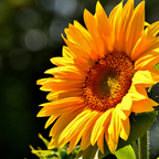 25 Pcs Autumn Beauty Sunflower Seeds for Planting, Non-GMO Heirloom Tall Flowers, Sturdy Vigorous Stalks for Vibrant Summer to Fall Gardens