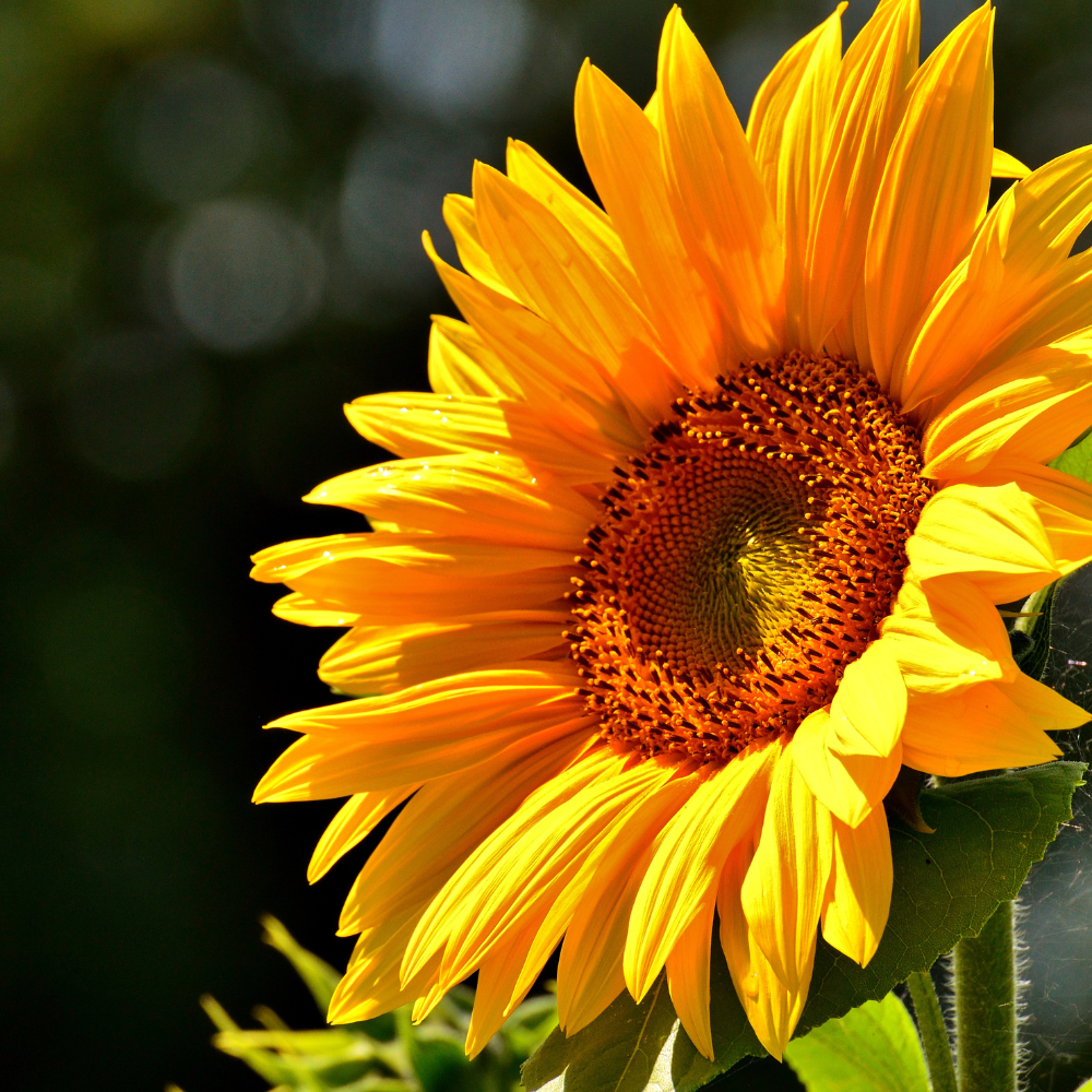 25 Pcs Autumn Beauty Sunflower Seeds for Planting, Non-GMO Heirloom Tall Flowers, Sturdy Vigorous Stalks for Vibrant Summer to Fall Gardens