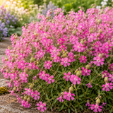 600 Pcs Pink Nodding Catchfly Seeds for Planting Outdoors, Grow Robust, Easy to Care Cascading Pink Blooms for Wildflower Meadows