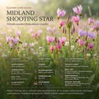 50 Pcs Midland Shooting Star Seeds, Vigorous Heirloom Native Spring Flowers for Planting, Fast-Growing Perennials for Partial Shade Landscapes