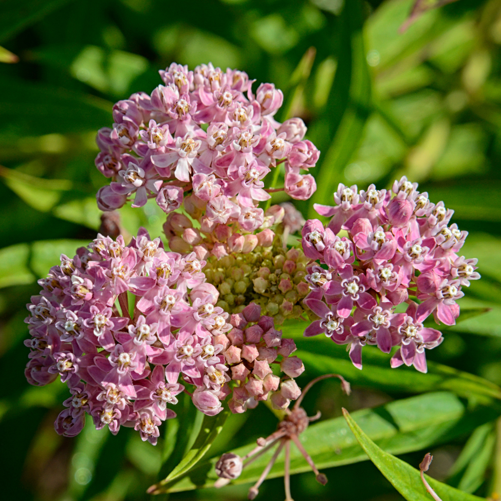 40 Pcs Milkweed Seeds for Planting, Non-GMO Prairie Milkweed for Outdoor Gardens, Sturdy Growth