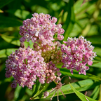 40 Pcs Milkweed Seeds for Planting, Non-GMO Prairie Milkweed for Outdoor Gardens, Sturdy Growth