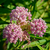 40 Pcs Milkweed Seeds for Planting, Non-GMO Prairie Milkweed for Outdoor Gardens, Sturdy Growth