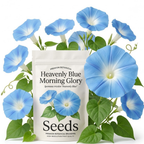 100 Pcs Morning Glory Seeds, High Germination Heavenly Blue Mix for Planting, Low Maintenance Climbing Flowers for Sunlit Yard Arbors