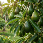 (No Ship to CA,HI,AK) Avocado Live Fruit Tree, 3 Gallon Pot, Vigorous Evergreen Plant for Edible Landscapes, Sturdy Subtropical Shade Tree for Creamy Harvests & Lush Green Foliage