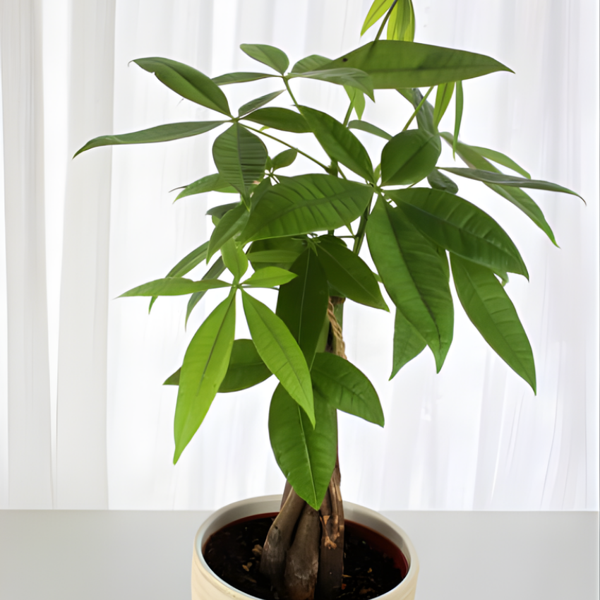 2 Money Tree Plant Indoor Live, 4 Inch Pot, Potted Pachira Aquatica, Braided Stem Indoor Tree for Home and Office Décor