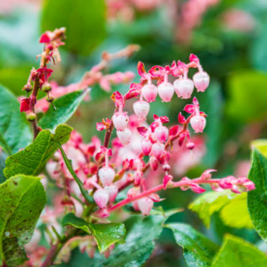 Live Salal, 6" Bare Root Starter Plant, Cold-Hardy Gaultheria Shallon Evergreen, Well-Rooted Native Shrub for Shade Gardens