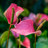 Anthurium Live Plant - Pink Anthurium, Aturios Planta Viva in 4 Inch Pot, Air Purifying Flowering Indoor Houseplant, Home, Room, or Office Décor, Easy to Grow