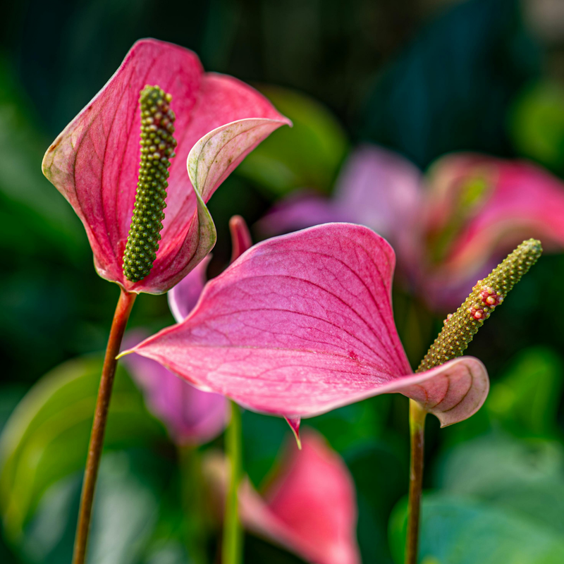 Anthurium Live Plant - Pink Anthurium, Aturios Planta Viva in 4 Inch Pot, Air Purifying Flowering Indoor Houseplant, Home, Room, or Office Décor, Easy to Grow