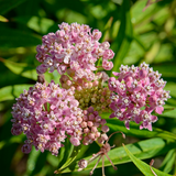 100 Pcs Showy Milkweed Seeds, Vigorous Heirloom Asclepias Speciosa for Planting, Fast-Growing Native Plants for Bright Sunlit Gardens